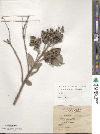 Deutzia pulchra image