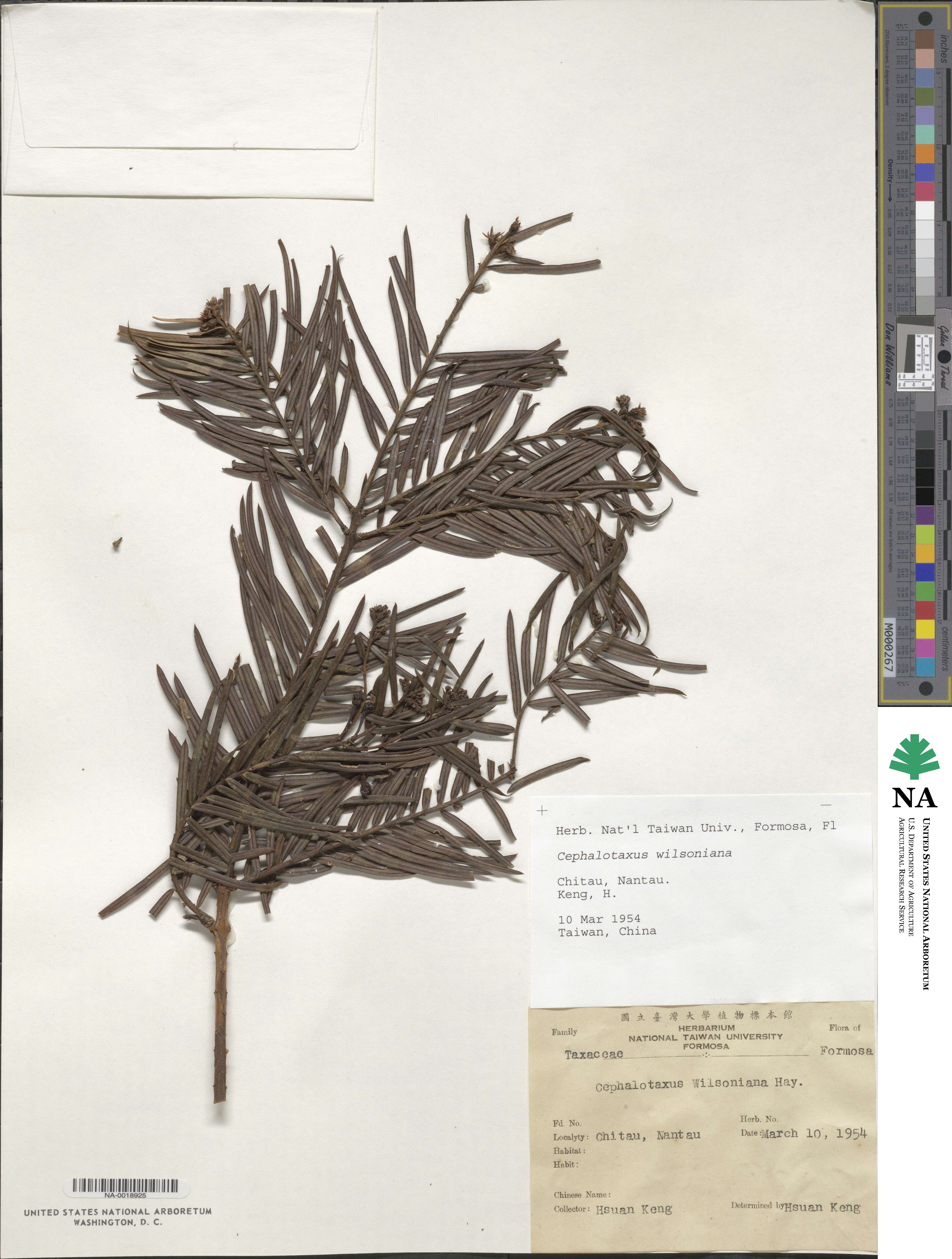 Cephalotaxus image