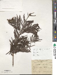 Cephalotaxus harringtonia image