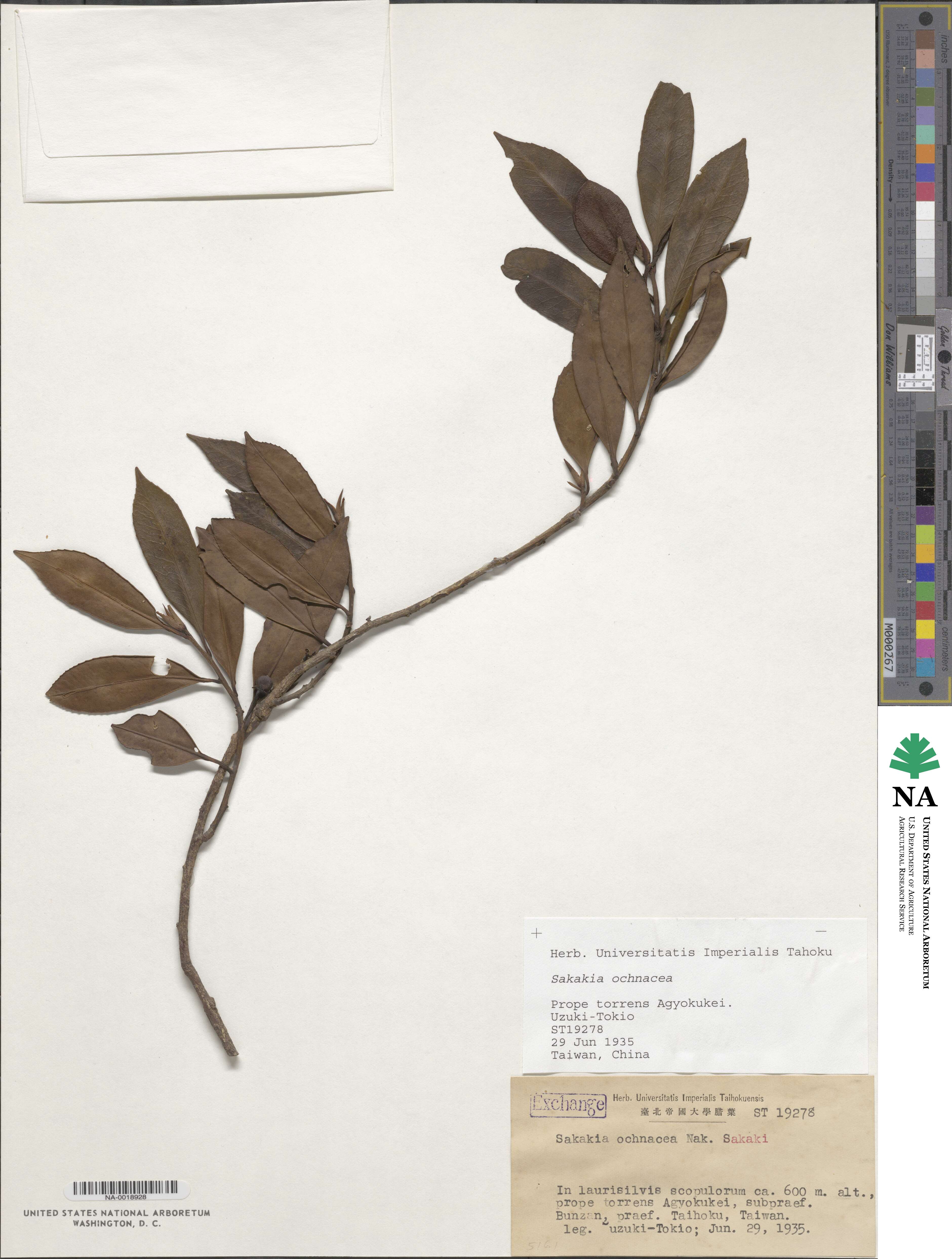 Cleyera japonica image