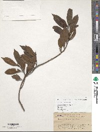 Image of Cleyera japonica