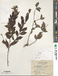 Ilex pubescens image