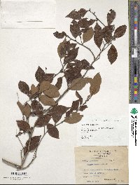 Image of Lindera communis