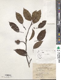 Pyrus calleryana image