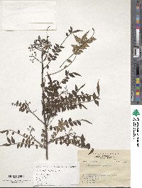 Zanthoxylum schinifolium image