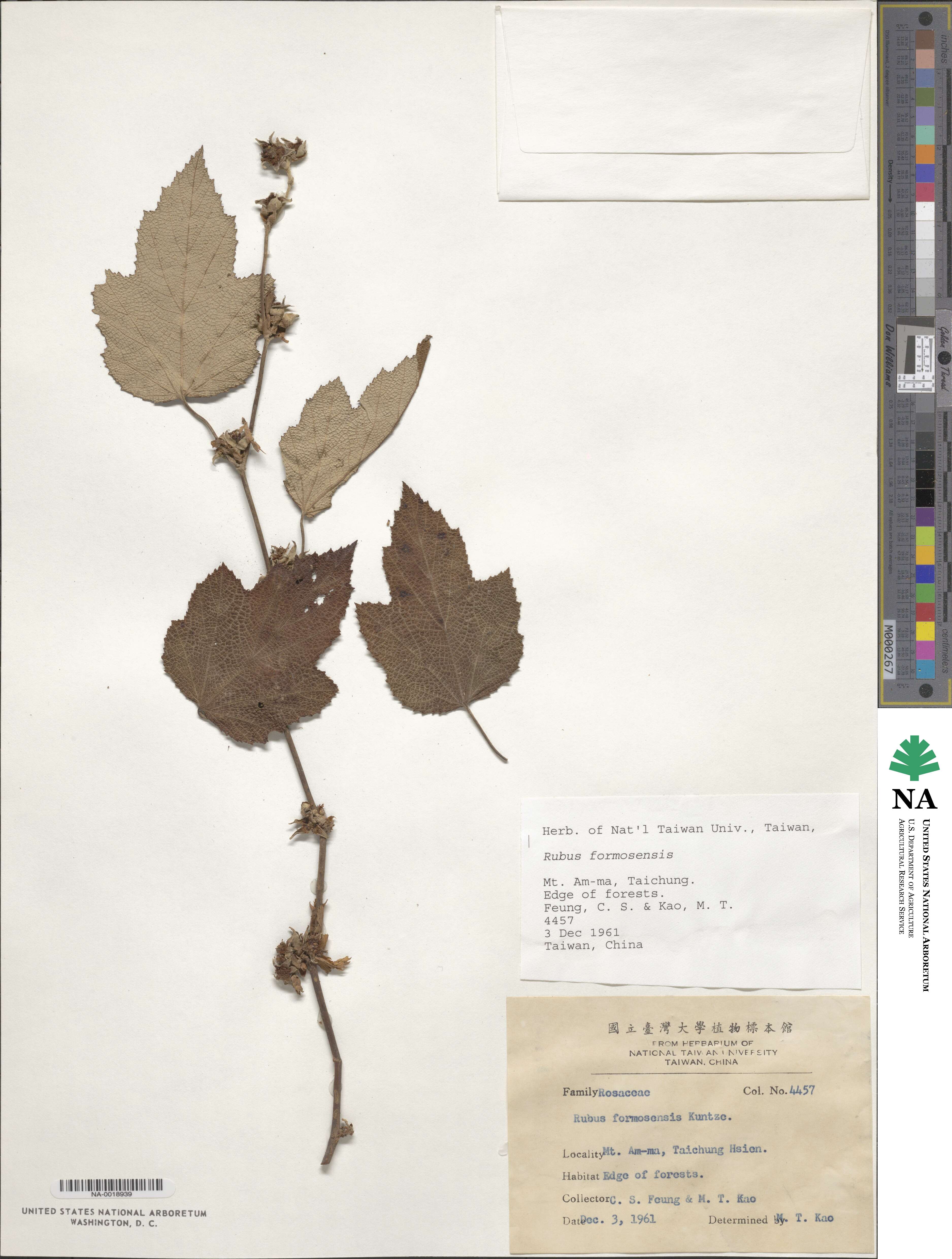Rubus formosensis image
