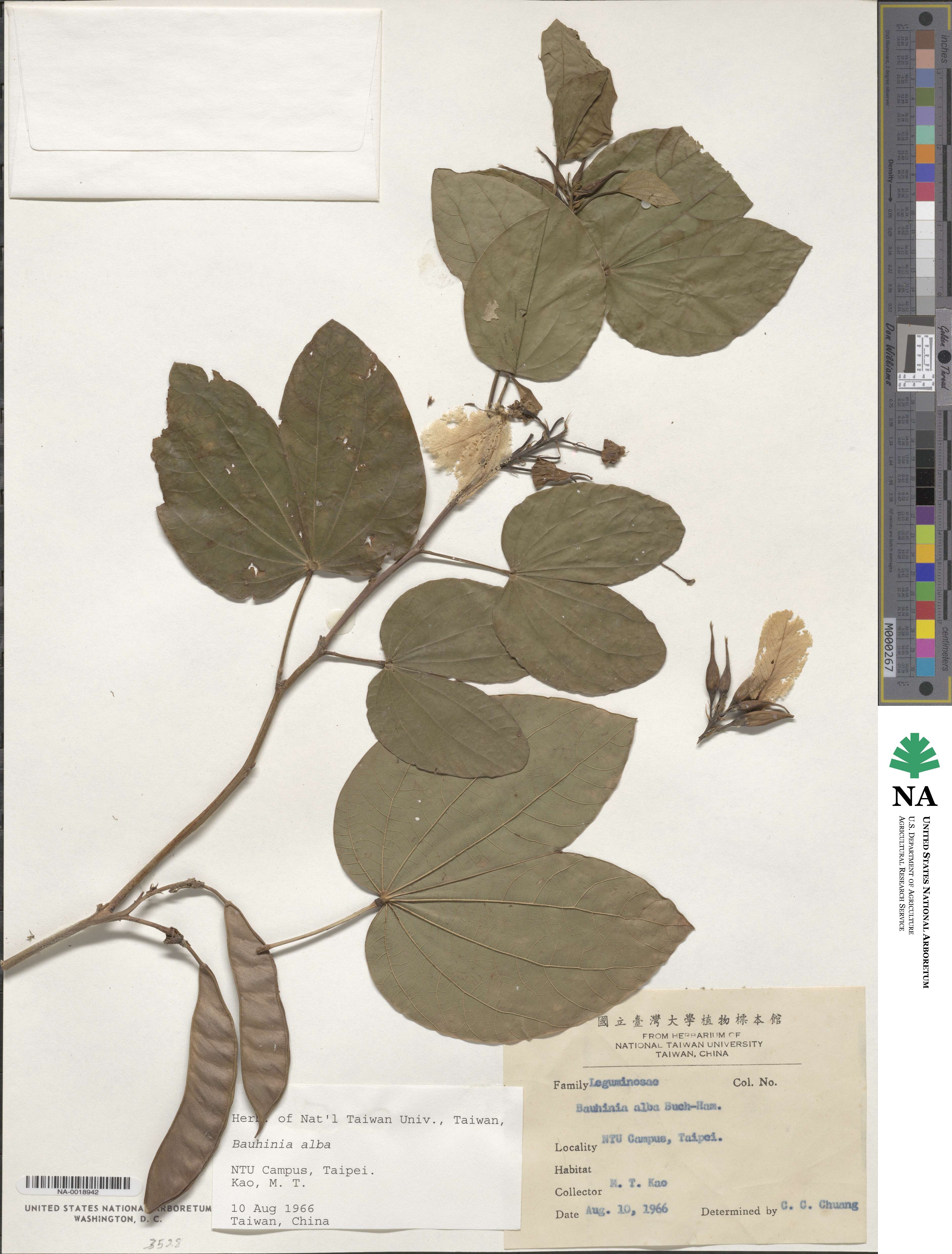 Bauhinia variegata var. candida image