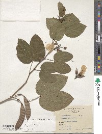 Bauhinia variegata image