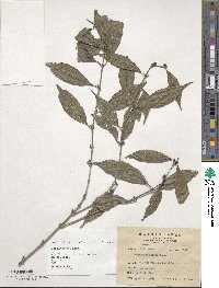 Lasianthus fordii image