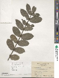 Lasianthus attenuatus var. attenuatus image