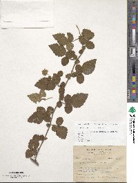 Rubus rosifolius image