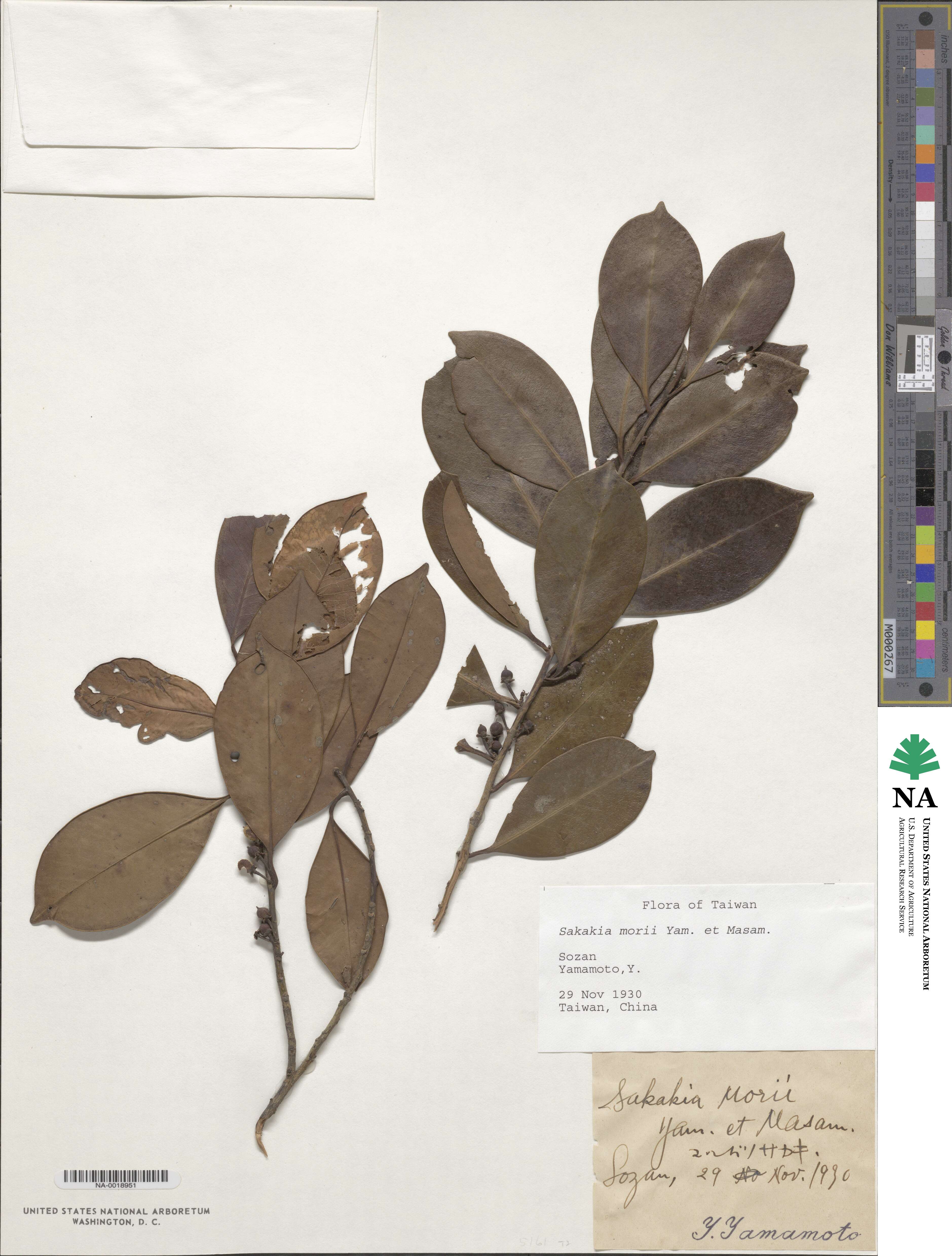 Cleyera japonica var. morii image