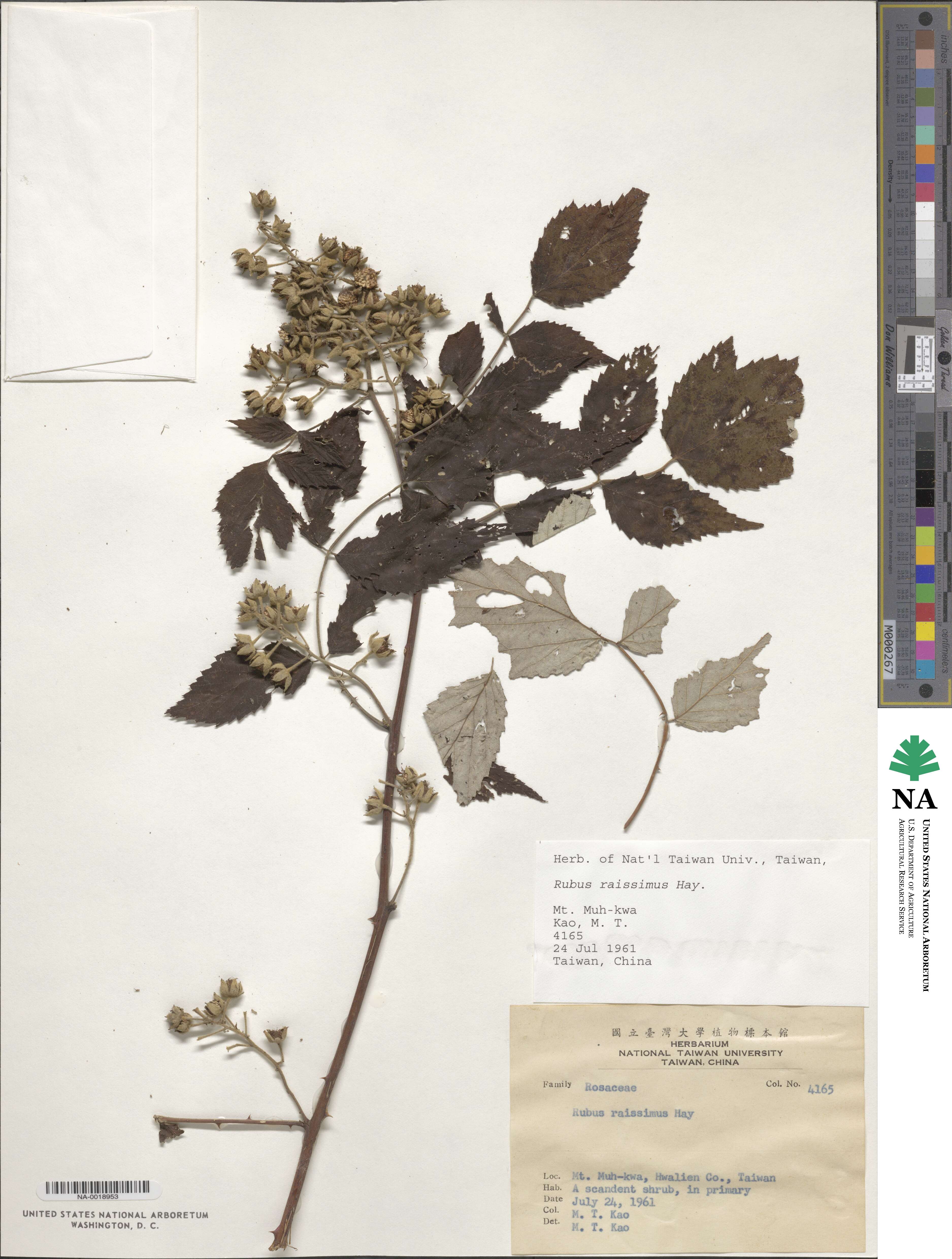 Rubus mesogaeus image