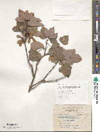 Acer buergerianum image