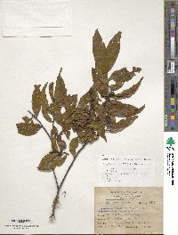 Symplocos lancifolia image