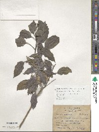 Dendropanax pellucidopunctatus image