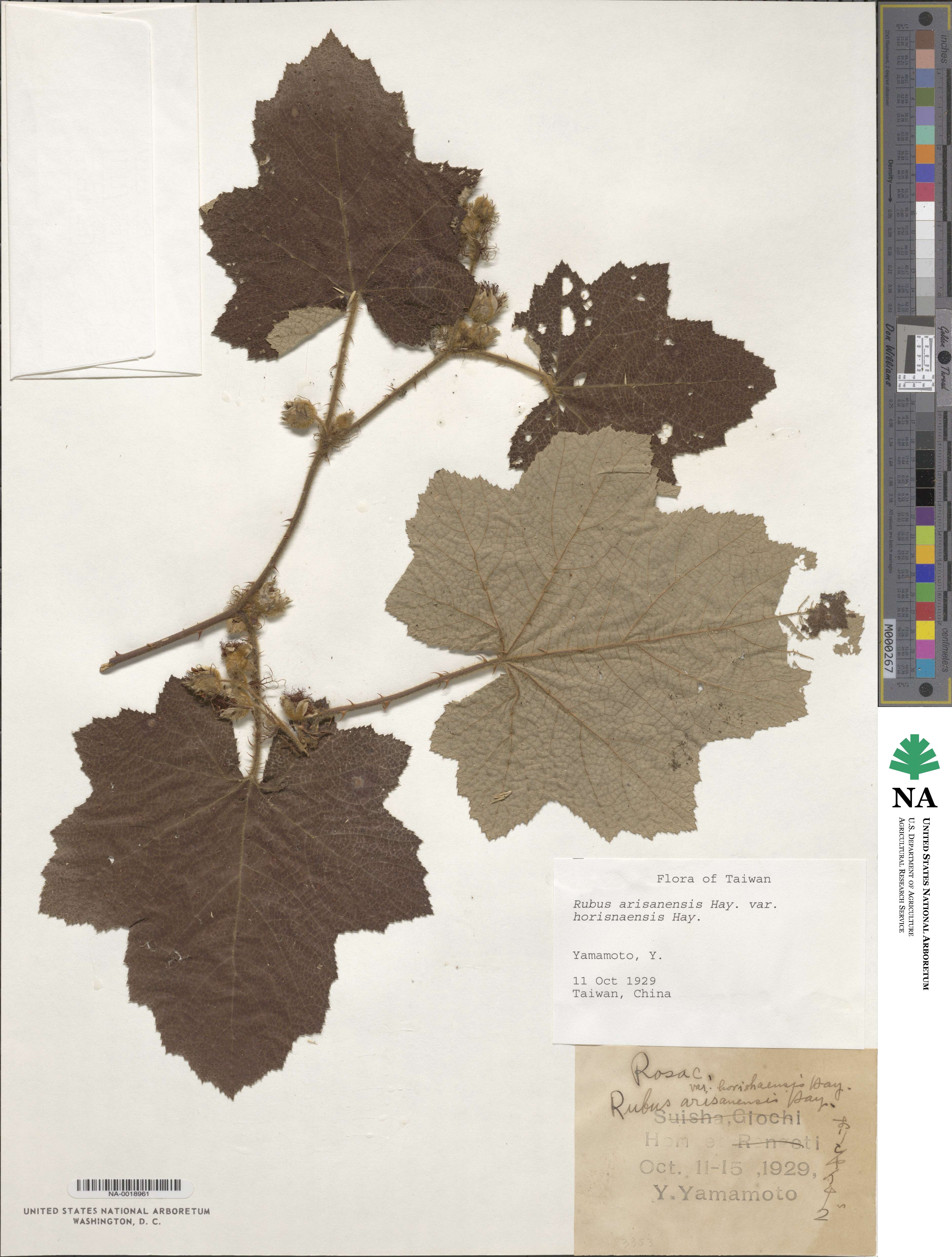 Rubus corchorifolius image