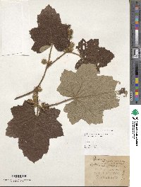 Rubus corchorifolius image