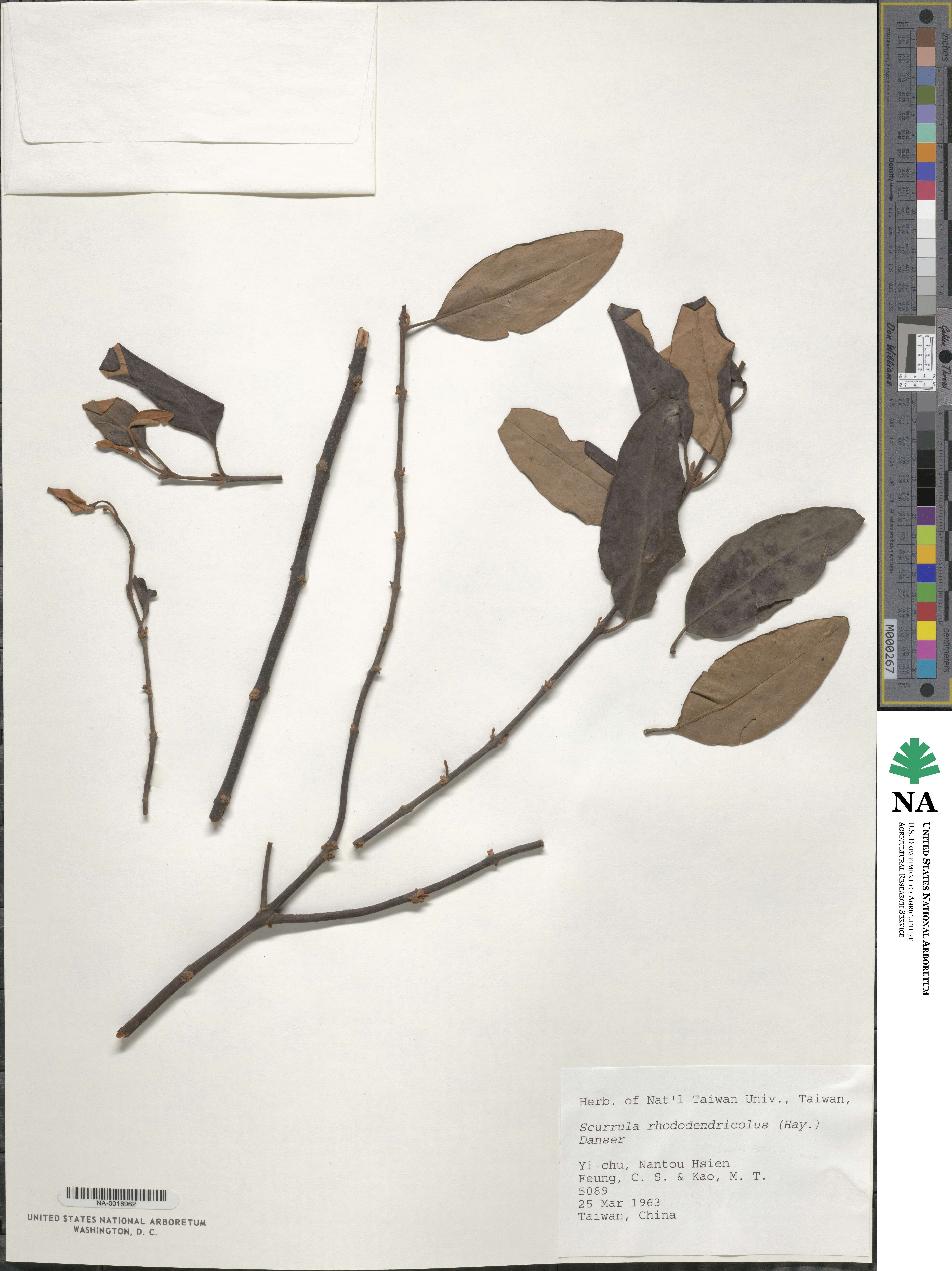 Loranthus rhododendricolus image