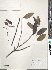 Image of Loranthus rhododendricolus