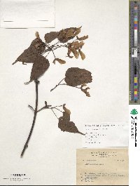 Acer caudatifolium image