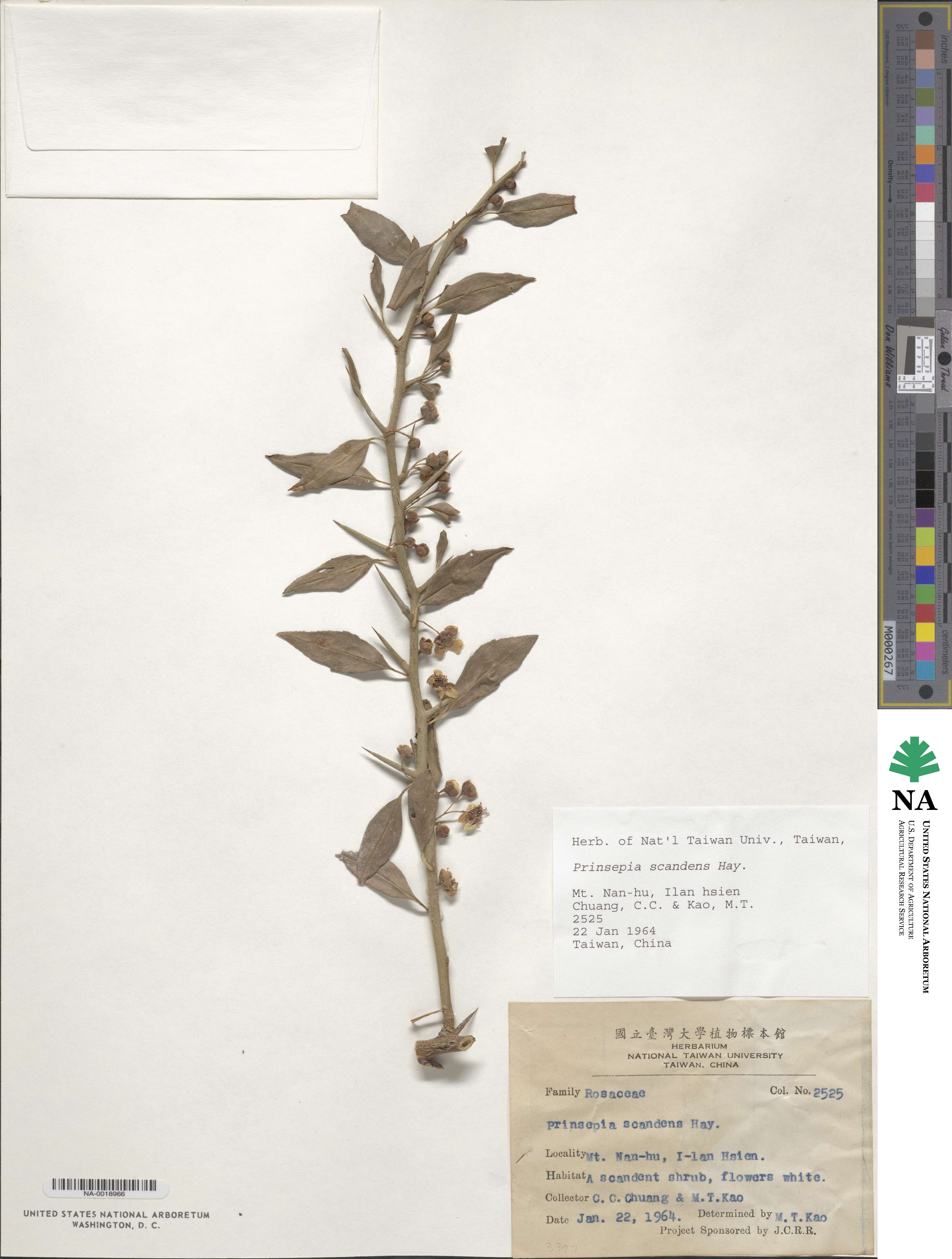 Prinsepia scandens image