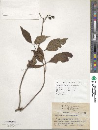 Mussaenda parviflora image