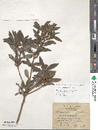 Daphne arisanensis image