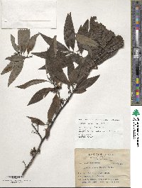 Image of Litsea cubeba