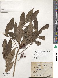 Ardisia crenata image