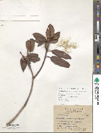 Rhododendron pseudochrysanthum image