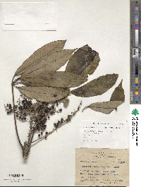 Heptapleurum taiwanianum image