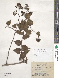 Rubus lambertianus image