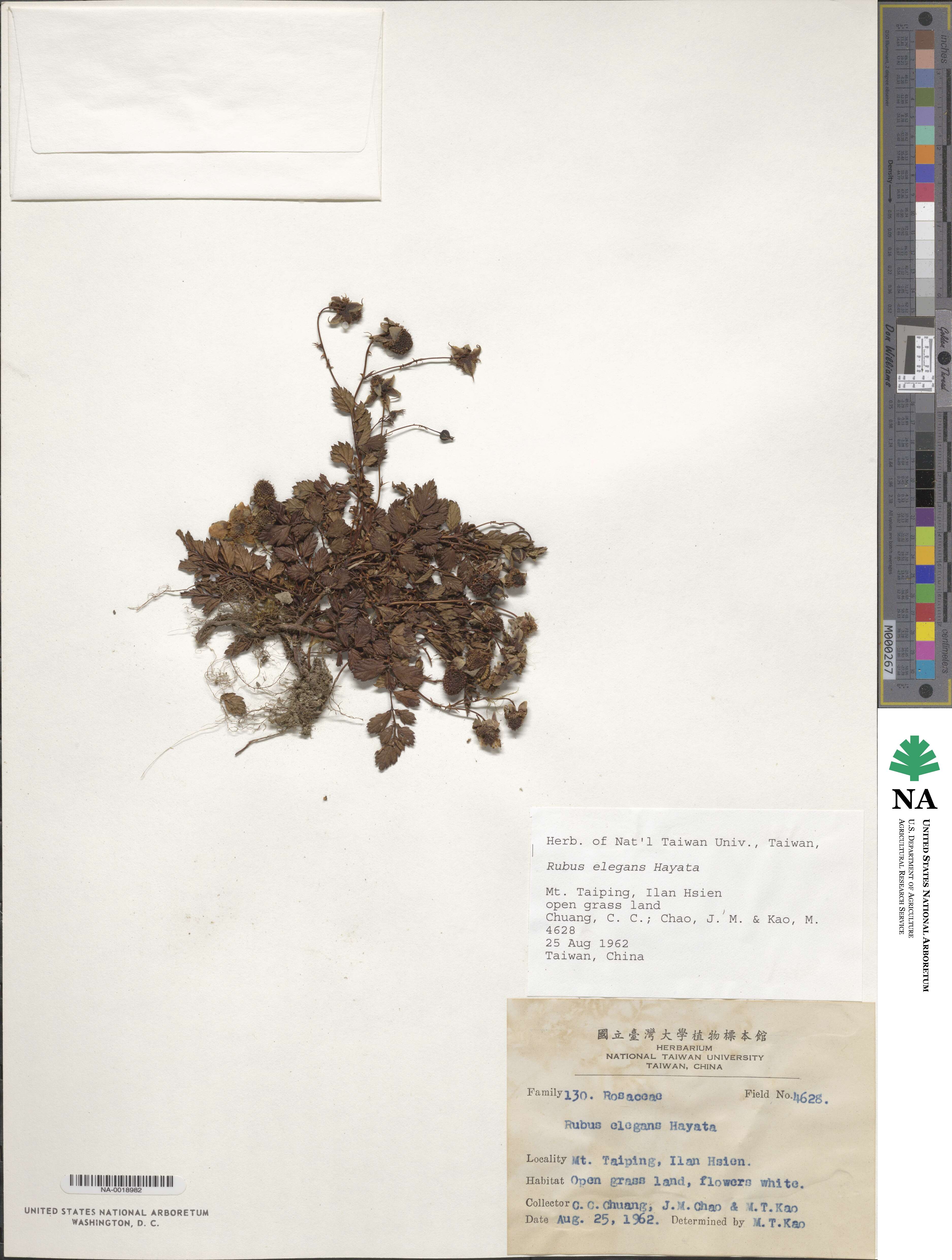 Rubus elegans image