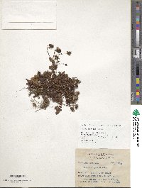 Rubus elegans image