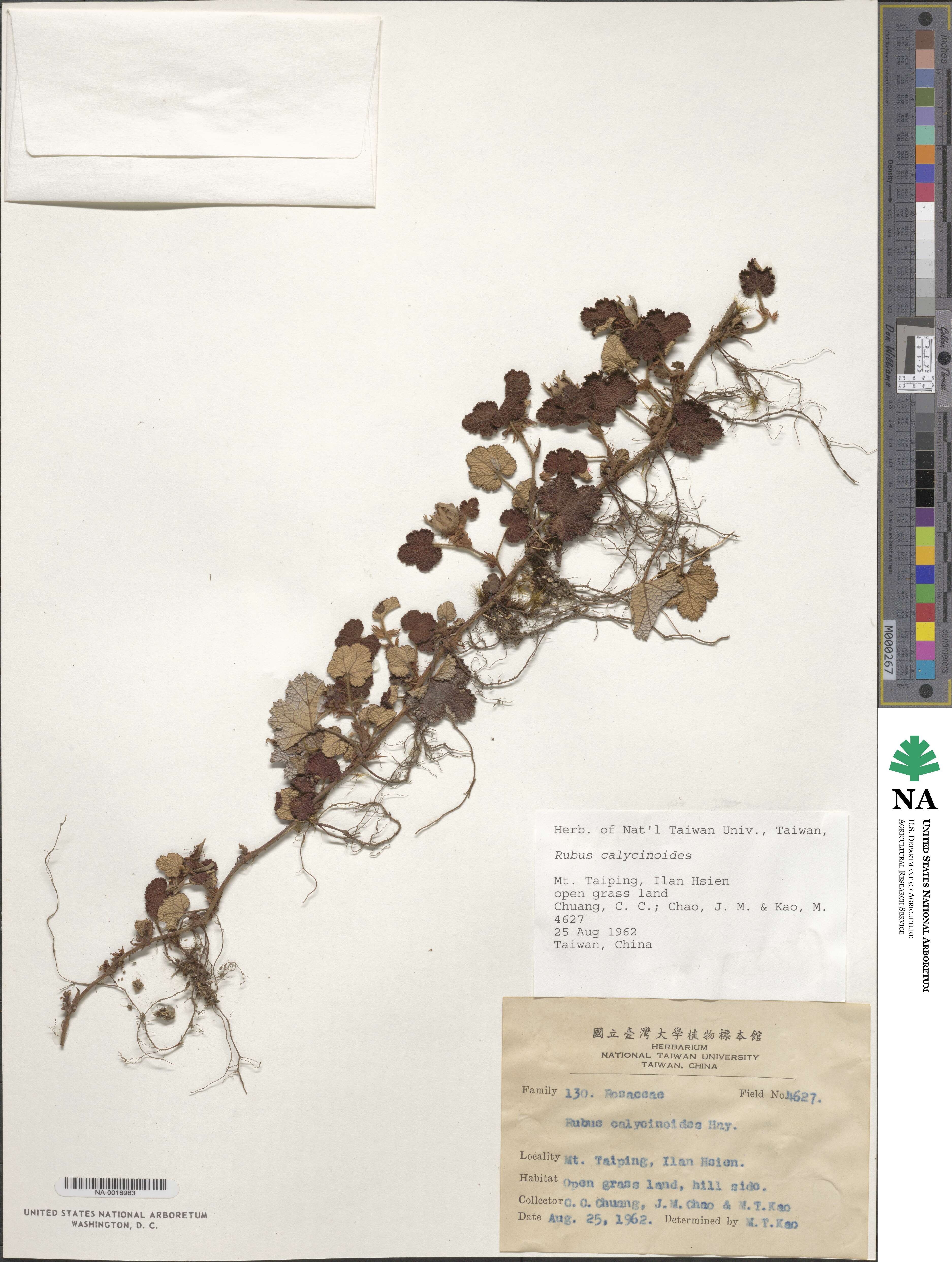 Rubus calycinoides image
