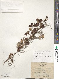 Rubus calycinoides image