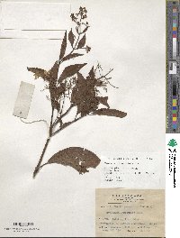 Image of Hydrangea paniculata