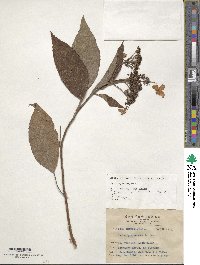 Image of Hydrangea aspera