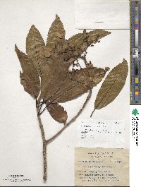 Hydrangea integrifolia image