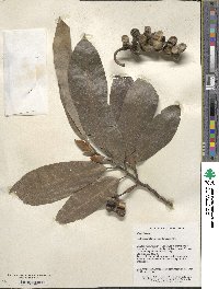 Image of Michelia cavaleriei