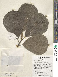 Magnolia denudata image