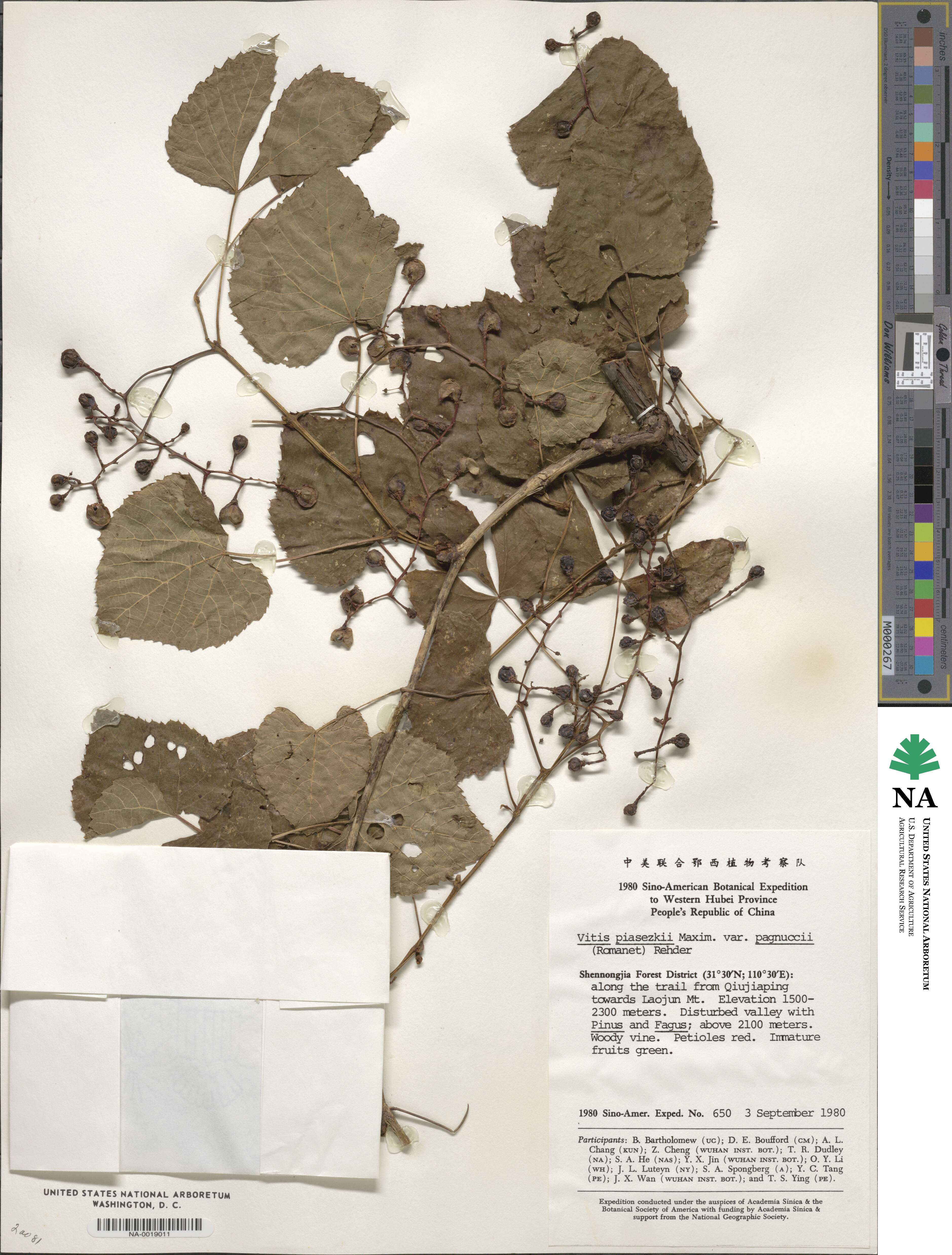 Vitis piasezkii var. pagnuccii image