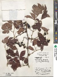 Vitis piasezkii var. pagnuccii image