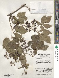 Vitis piasezkii var. pagnuccii image