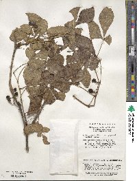 Vitis piasezkii var. pagnuccii image