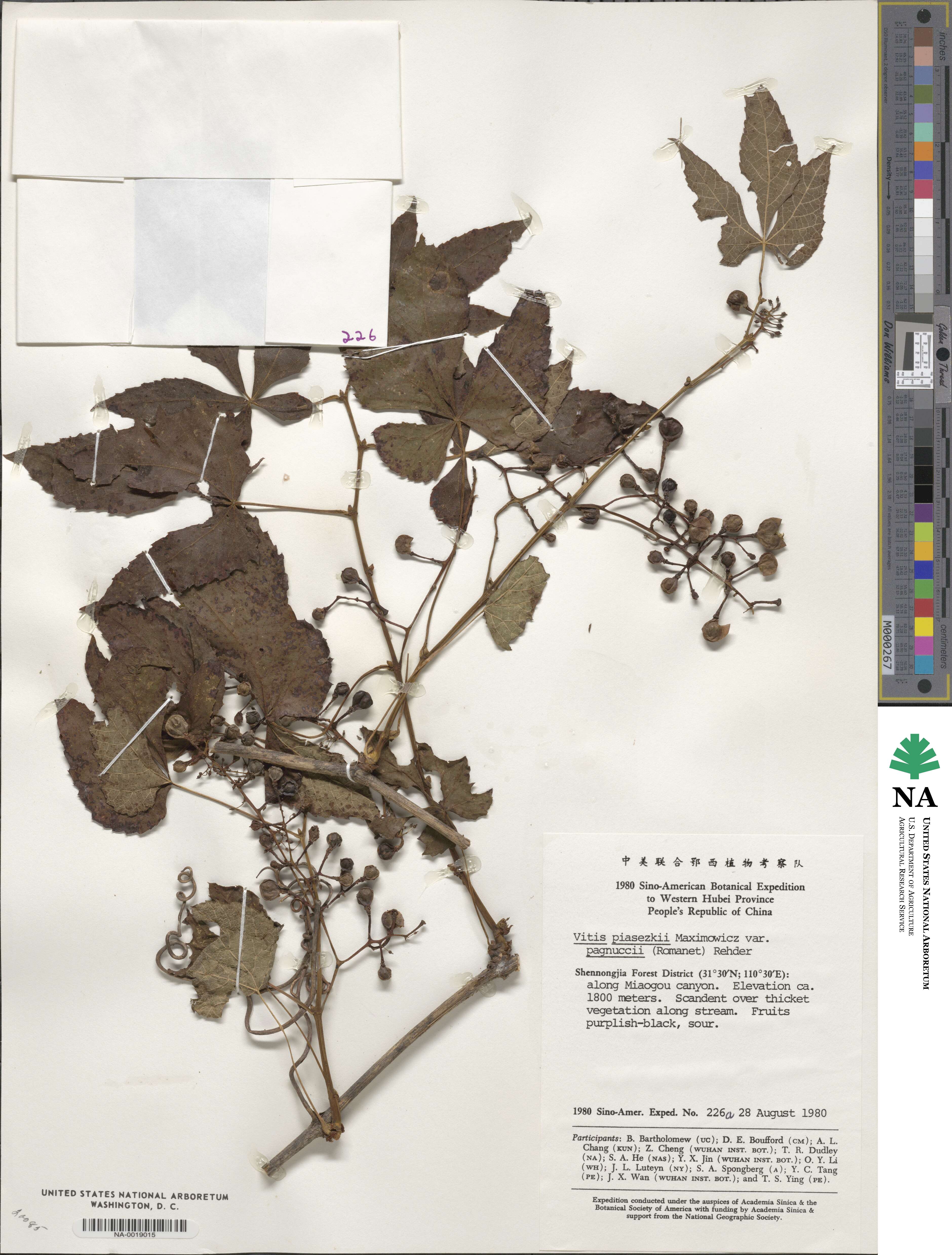 Vitis piasezkii var. pagnuccii image