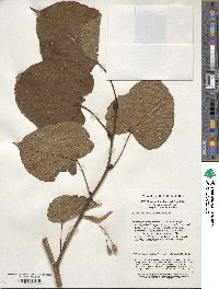 Tilia chinensis image