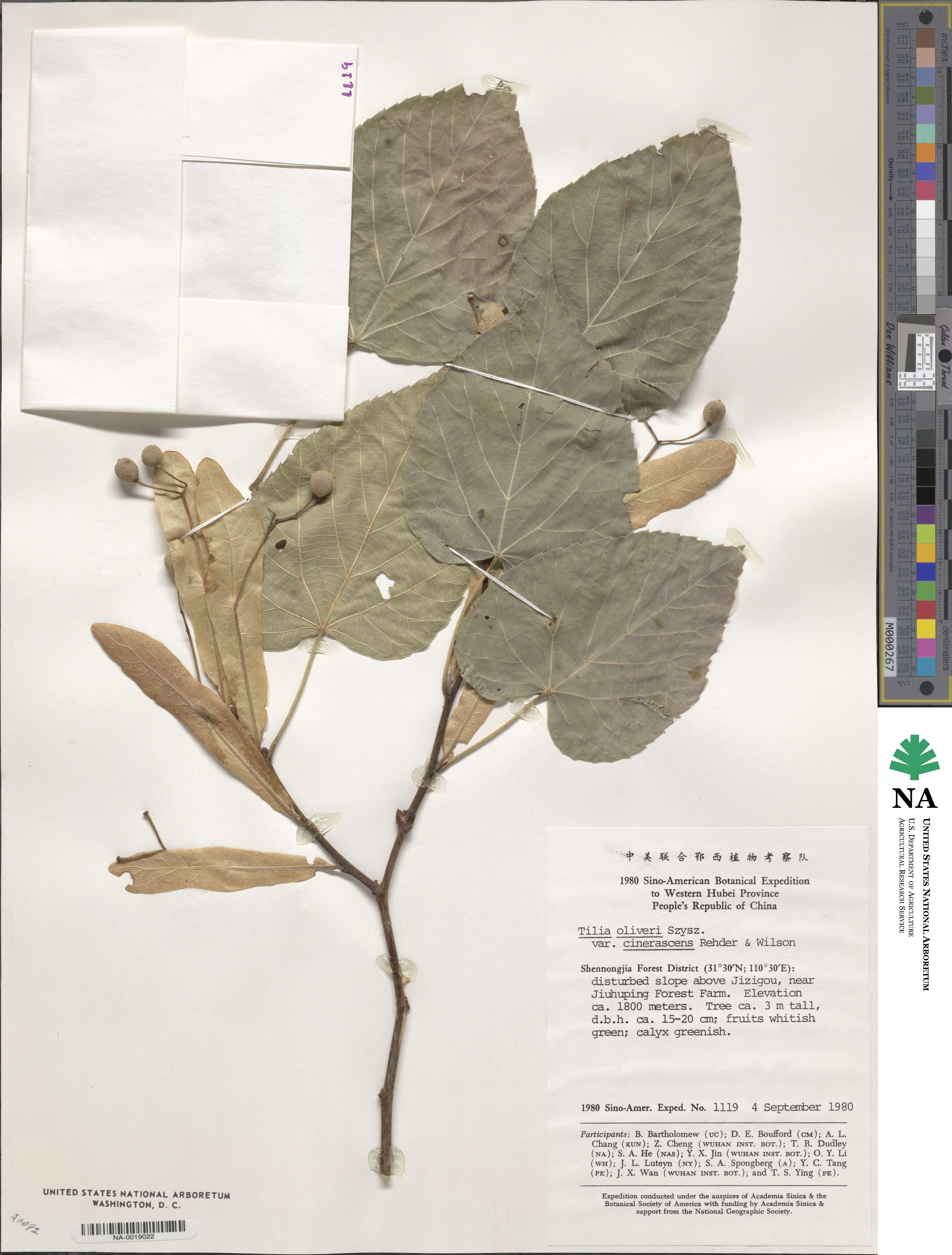 Tilia oliveri var. cinerascens image