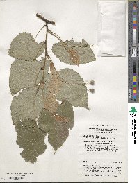 Tilia oliveri var. cinerascens image